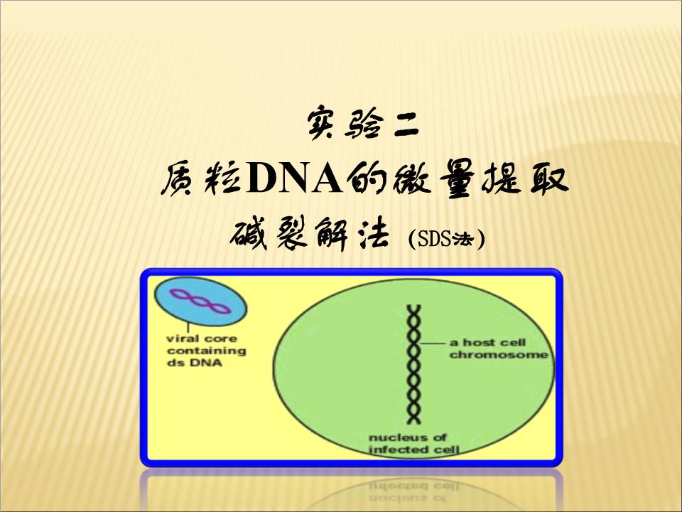 第二章质粒DNA的微量提取(SDS法)学案.ppt