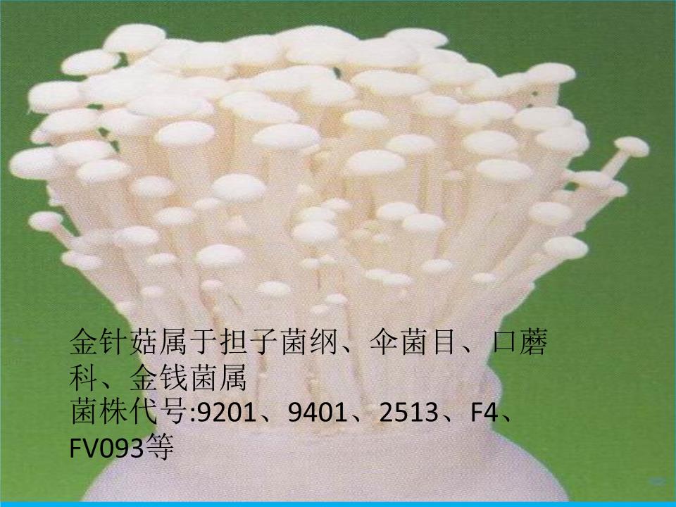 金针菇综述及生产概况.ppt