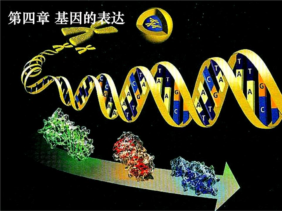 高三生物一轮复习 第4章 基因的表达详解.ppt
