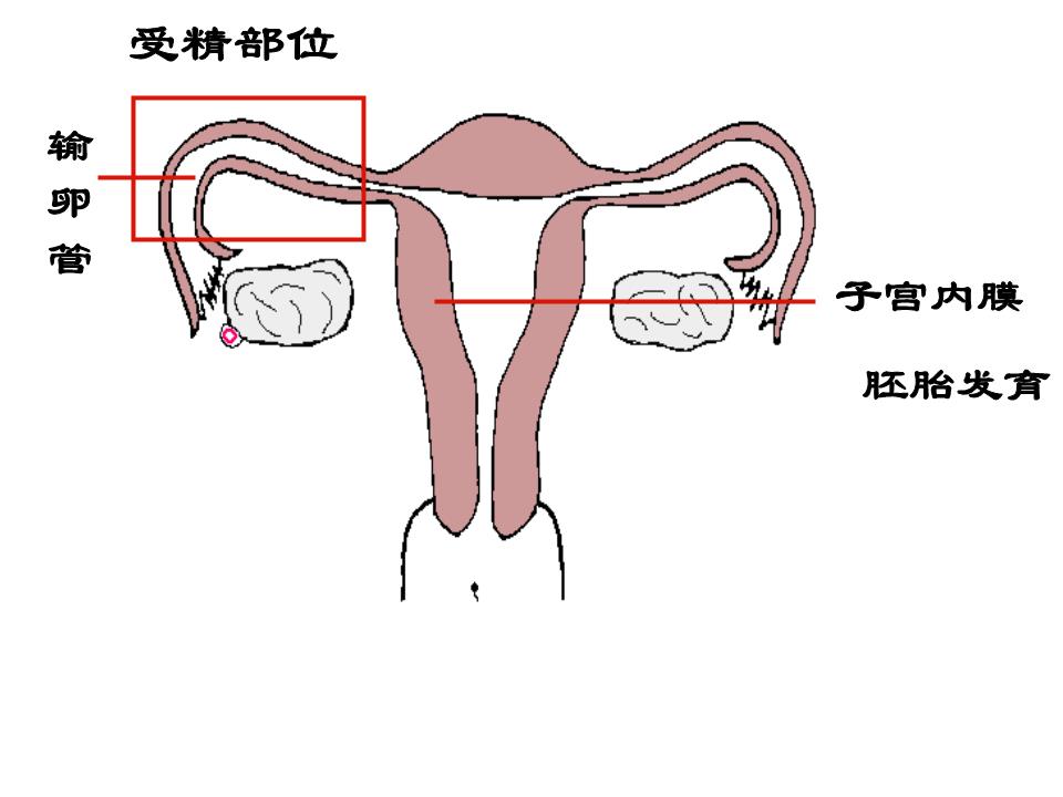 复习人的生,计划生育.ppt 9页