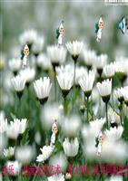 2014令人厌烦的噪声.ppt