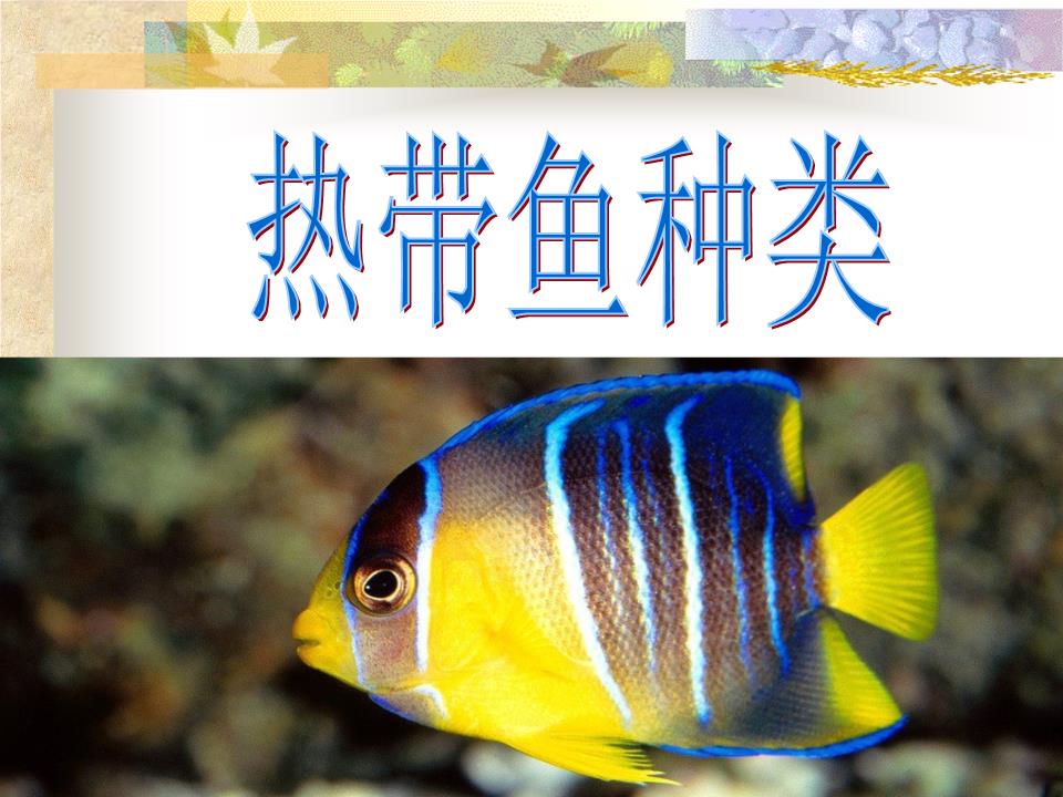 热带鱼种类精选.ppt