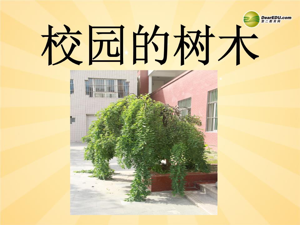 三年级科学 校园的树木课件2 教科版.ppt