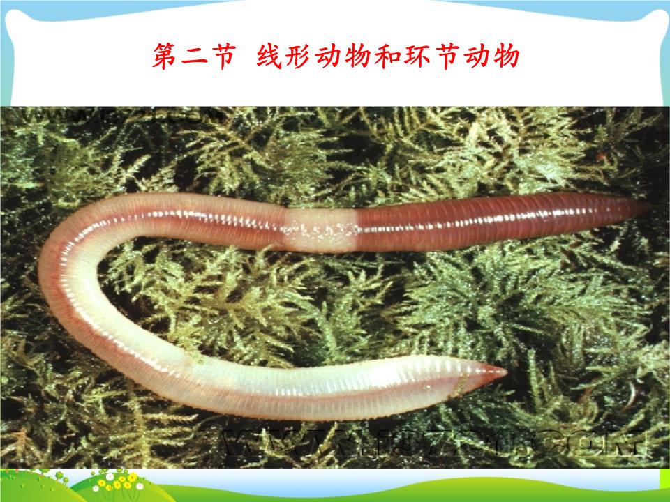 线形动物和环节动物(模式1)方案.ppt