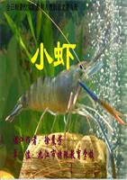 三年级下册小虾ppt课件解读.ppt