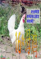 (人教新课标)四年级语文上册课件+母鸡+5精篇