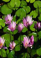 (力荐)14荷叶圆圆159915638讲解.ppt