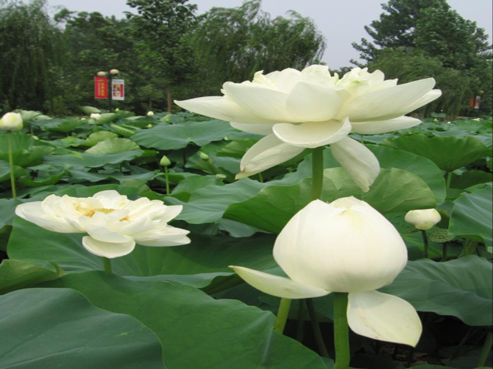 三年级语文下册第3课《荷花》课题.ppt