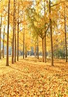 新人教版语文一年级上册《秋天》PPT课件重点