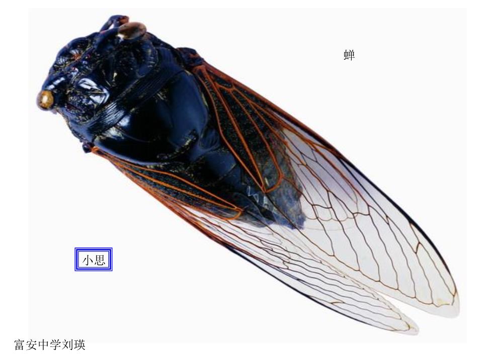 《蝉》教学件.ppt