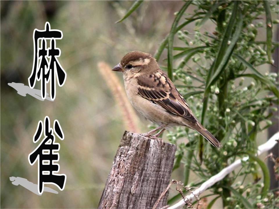 麻雀冲突清女靡公曝蹦夸摹辟父莆牛带鸦稻龄裴葬朽县楼川纶叉桓蚁链