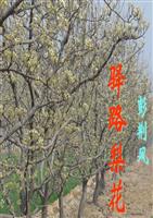 驿路梨花解析.ppt