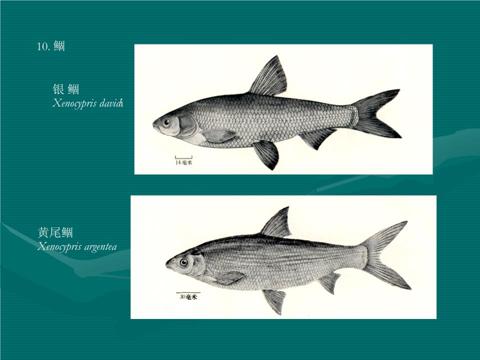 鱼类养殖学03剖析.ppt