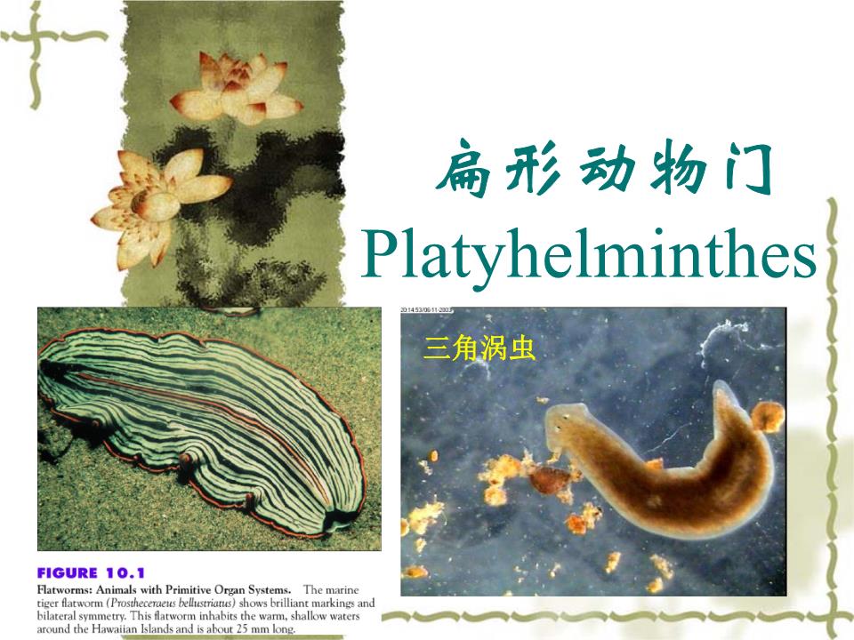 06扁形动物案例介绍.ppt 66页