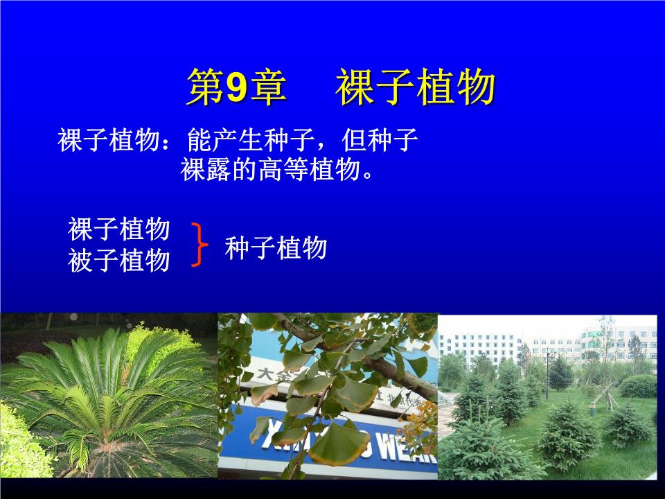 6裸子植物例析.ppt