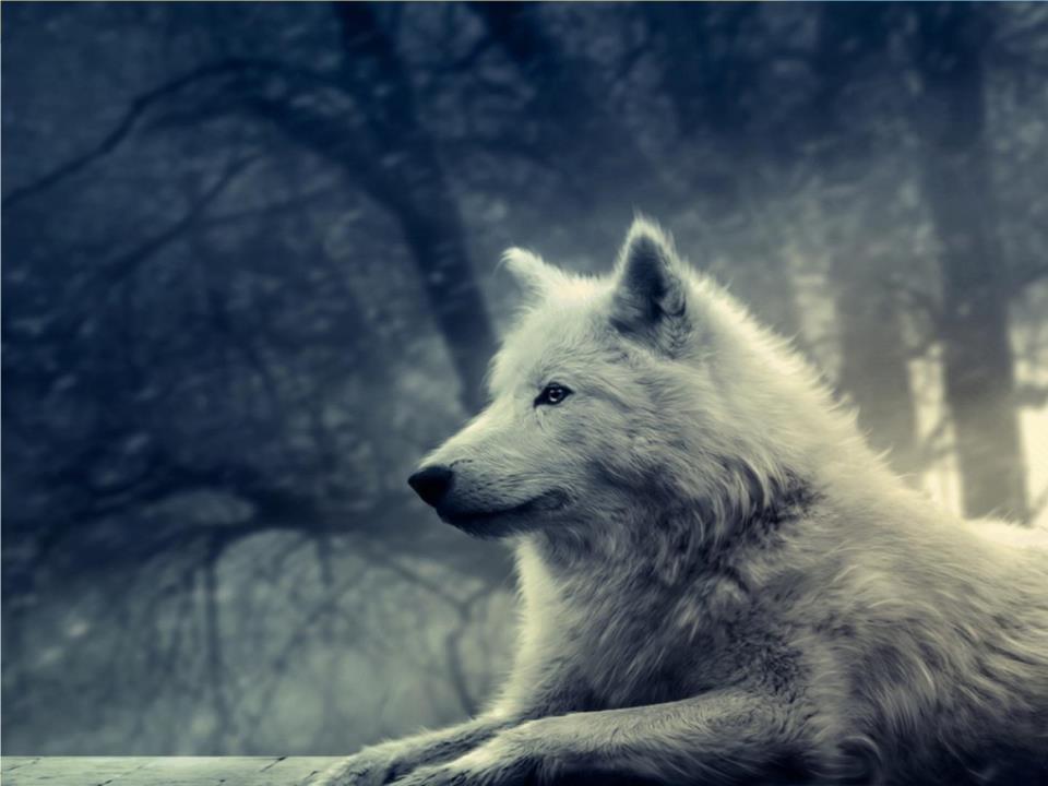 20《 狼》蒲松龄.ppt