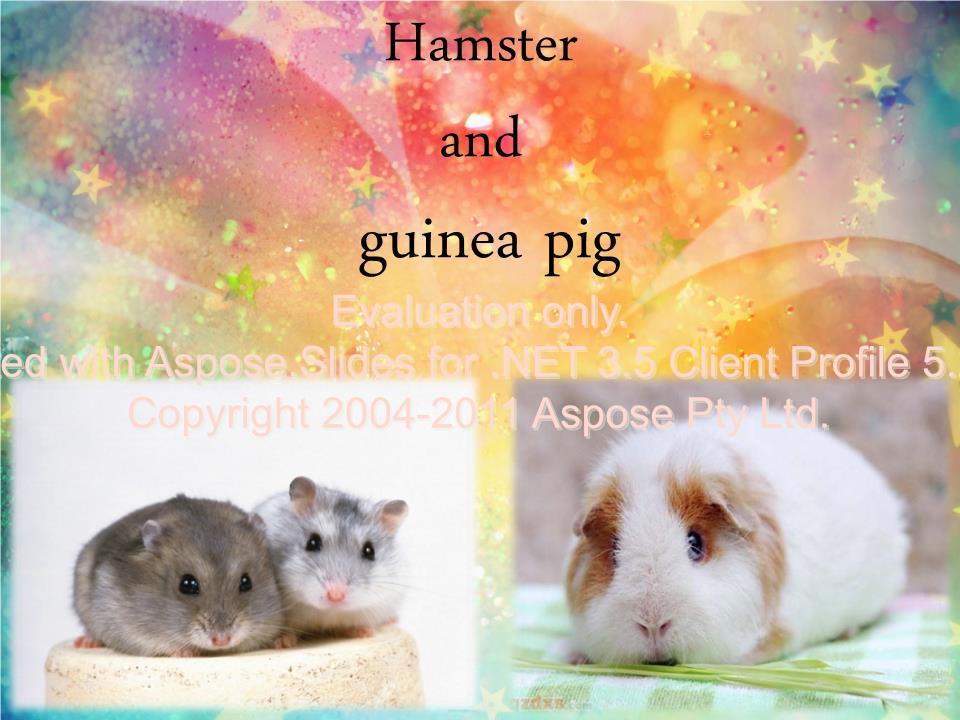 《仓鼠和豚鼠英语演讲稿.ppt