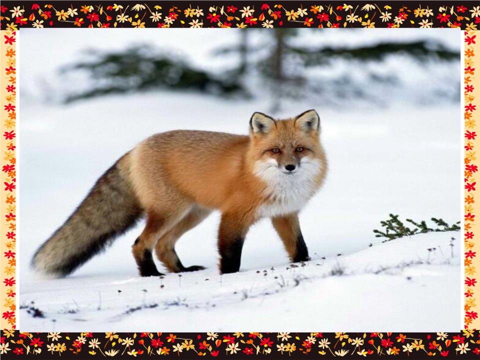 《金色的脚印》课件(关于狐狸的成语和歇后语