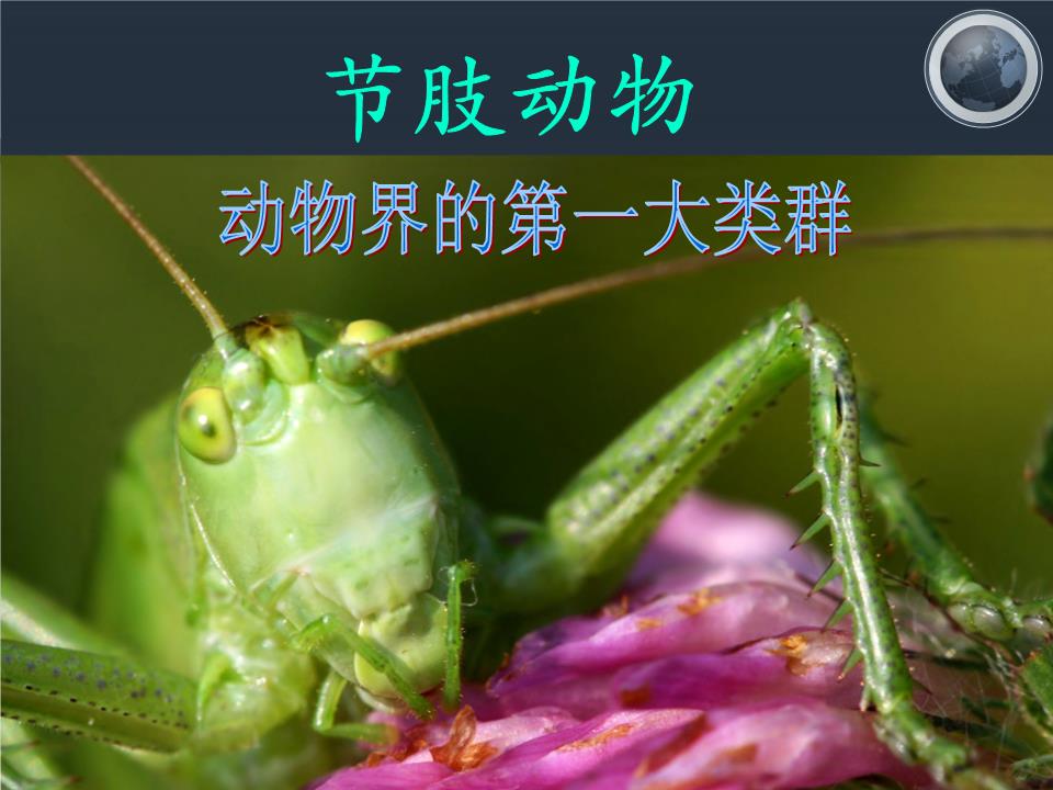 3节肢动物精讲.ppt