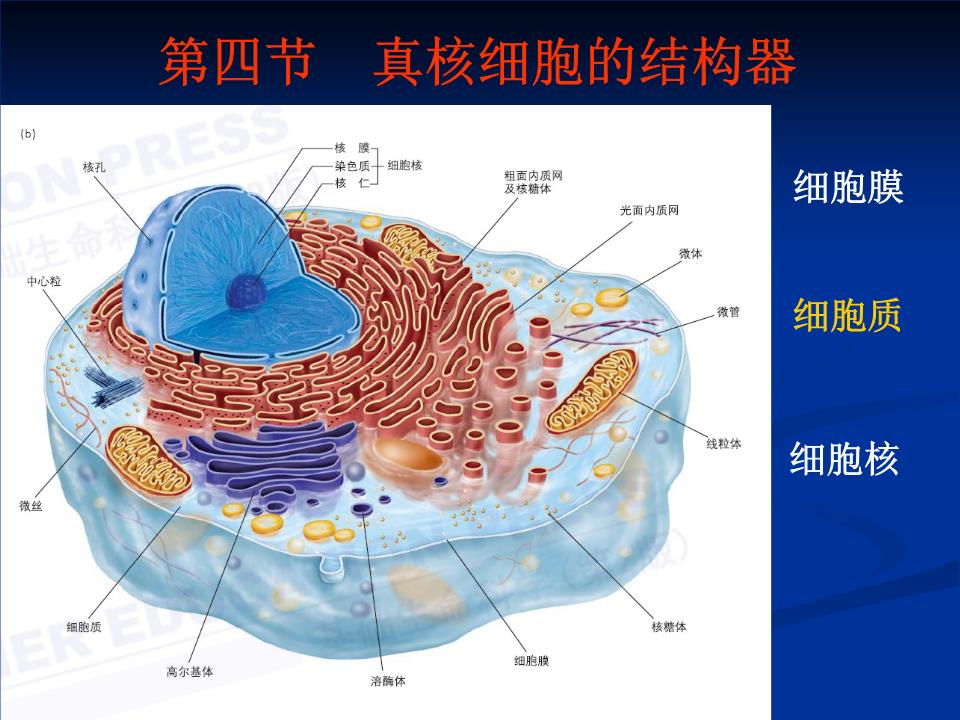 线粒体atp敏感性钾通道开放对大鼠肺缺血-再灌注损伤的保护作用